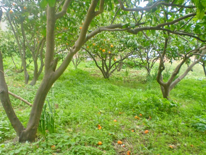 Exklusive-Villa-in-Dubrovnik!-(10)